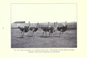 Eine Schar von Straußen auf einer Kalifornischen Straußenfarm, mit einem Zaun, einem Haus und Himmel im Hintergrund und Text unten.