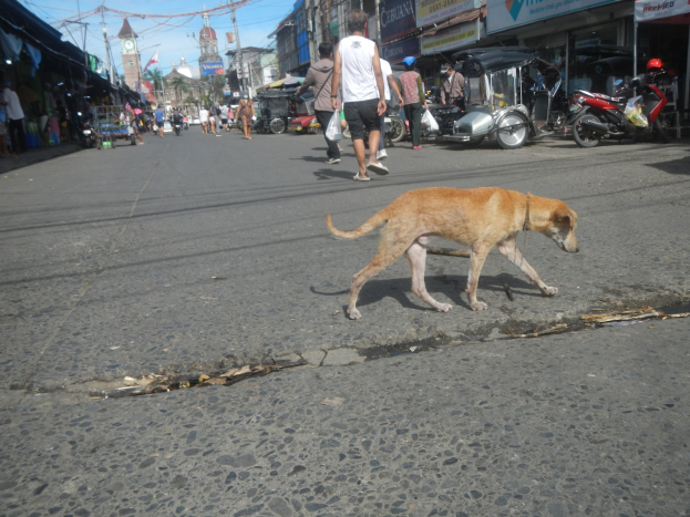 Ein Hund geht eine Straße entlang vor einer Menschenmenge, einige tragen Mützen, mit Fahrzeugen, Gebäuden, Strommasten und einem Uhrturm im Hintergrund unter einem bewölkten Himmel.
