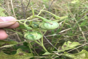 Eine Hand, die einen Bund grüner, mit Mehltau infizierter Tomaten hält, mit Pflanzen und Gras im Hintergrund.