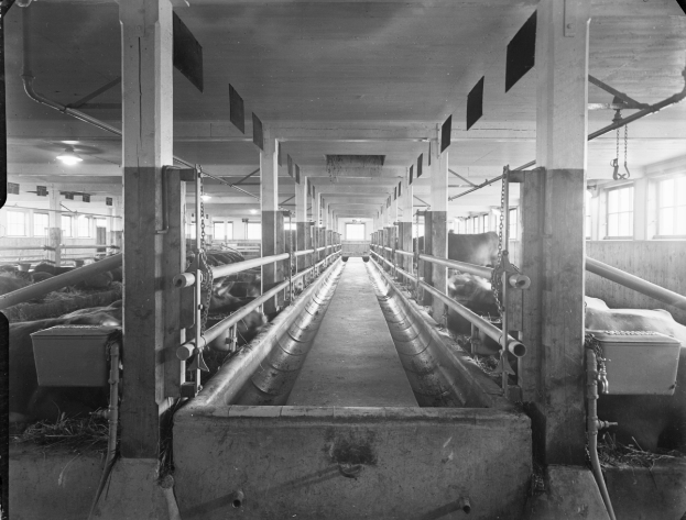 Ein Schwarz-Weiß-Foto von Kühen in einem Stall mit Pfählen, Rohren, Lampen, Fenstern und anderen Gegenständen im Hintergrund, mit Text am unteren Bildrand.