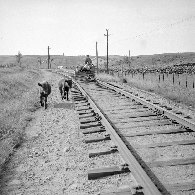 Zwei Kühe auf Bahngleisen mit einer Person auf einem Fahrzeug im Vordergrund, Gras und Zaun auf beiden Seiten und Häusern, Bäumen und Masten im Hintergrund.
