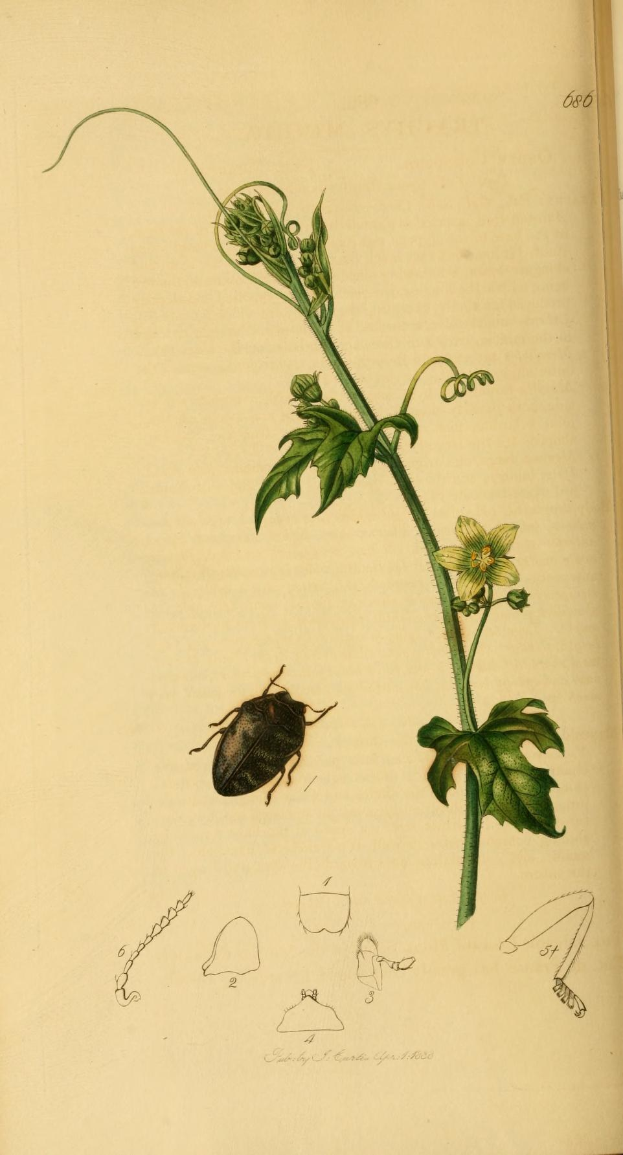 Offenes Buch mit dem Titel "Die Naturgeschichte von Pflanzen und Insekten", das eine detaillierte Illustration eines Käfers zeigt, umgeben von Seiten mit anderen Pflanzen- und Insektenzeichnungen, neben einem grünen Blatt und einer Blume.