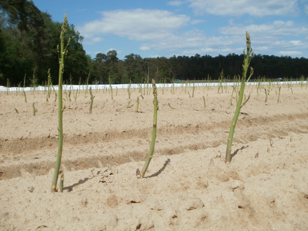 Asparagusfeld mit Asparagusstauden, die im Sand wachsen, umgeben von Bäumen und einem klaren blauen Himmel.